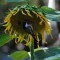 Sunflower seeds in the sun