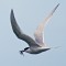 White-fronted Tern with fish