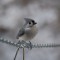 Tufted Titmouse studying the camera.