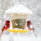 cardinals in snow