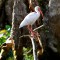 White Ibis on SIlver Springs