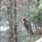Feeding Red-bellied Woodpecker