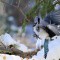 Ready to touch down – Blue Jay