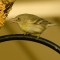 Pine Warbler and peanut butter