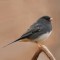 Dark-eyed Junco early in the morning
