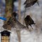 Fighting starlings