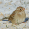 Wintery Field Sparrows