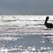 Pelican at Low Tide
