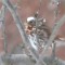 Piebald Fox Sparrow