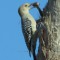 Golden Fronted Woodpecker