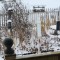 The Goldfinch Invasion