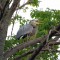 The Great Blue Tree Heron?