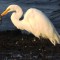 Great Egret With Food That Fights Back