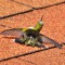 Sun Bathing Ruby-throated Hummingbird