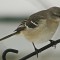Mockingbird at the feeder.