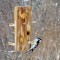Downy Woodpecker at the peanut feeder.