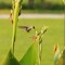 Natural Hummingbird Feeder