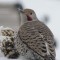 Nothern  “Red Shafted”  Flicker