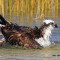 Osprey Bathing