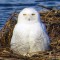 Snowy Owl resting in the sun.