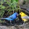 Blue & Yellow -Indigo Bunting & Prothonotary Warbler