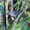 Mockingbird at the feeder….