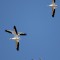 sycronized flying from a troup of six pelicans