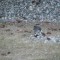 Coopers Hawk eating a Eurasion Collared Dove, in our yard at Livingston Montana