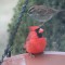 Northern Cardinal takes a drink from the bird bath