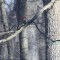 Pileated on the Hunt