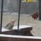 Red-bellied woodpecker waits his turn
