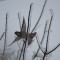 House Sparrow in ice storm.