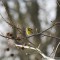 Townsend’s Warbler Waiting It’s Turn