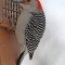 Red-bellied Woodpecker at the suet feeder