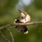 Exercise Hummingbird style!
