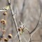 Goldfinches and dried sunflowers