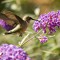 Ruby Throated Hummingbird enjoying the butterfly bush