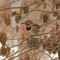 Northern flicker