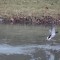 Winter Swim for Mallard Ducks