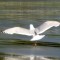 Herring Gull taking off