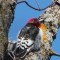 Immature Red Headed Woodpecker