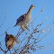 Sharp-tailed Grouse feeding on Russian Olives
