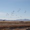 Sandhill Cranes wintering in Arizona