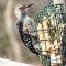 Sad Little Woodpecker
