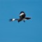 Mocking Bird in flight