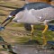 Night Heron and the startled fish