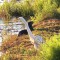 Otter photo-bomb’s Great Egret’s morning fishing trip.