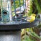 pine warbler