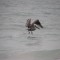 Brown pelican going in for a touch down.