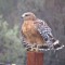 Red-Shouldered Hawk in the Rain in California